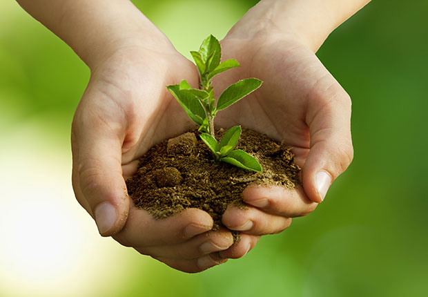 Die Zukunft ist ein zartes Pflänzchen. Das Förderprogramm der Stadtwerke Tecklenburger Land „Fit für die Zukunft“ soll dazu beitragen, dass das Pflänzchen zu einem starken Baum heranwächst. (Foto: Carballo_adobestock.com)