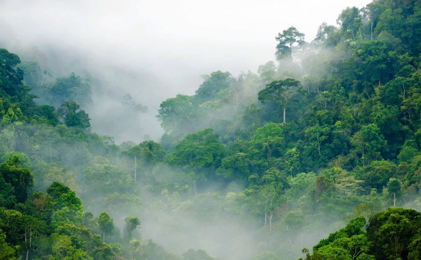 Wie Westfalen in der Schweiz den Regenwald schützen