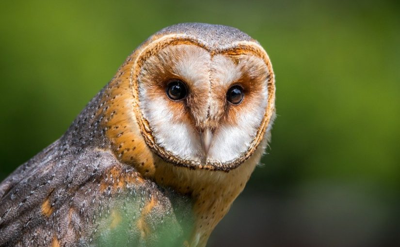 Adlerwarte Berlebeck erhält eine neue Wildvogelaufnahmestation