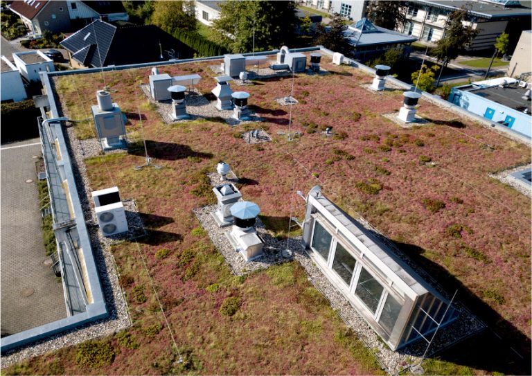 Auf den begrünten Dächern finden sich vor allem Sukkulenten, Stauden und Gräser. Über die Jahre entwickelt aber jedes Dach seine eigene Vegetation. (Foto: FH Münster/Jens Peters)