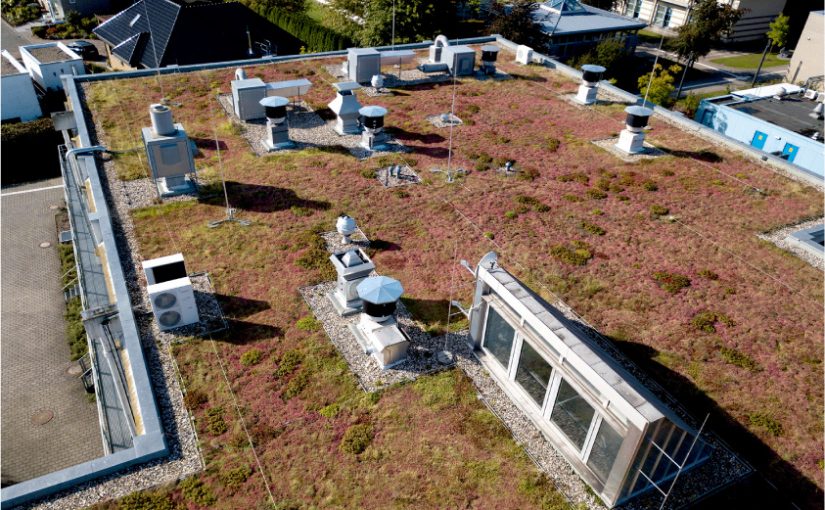 Auf den begrünten Dächern finden sich vor allem Sukkulenten, Stauden und Gräser. Über die Jahre entwickelt aber jedes Dach seine eigene Vegetation. (Foto: FH Münster/Jens Peters)