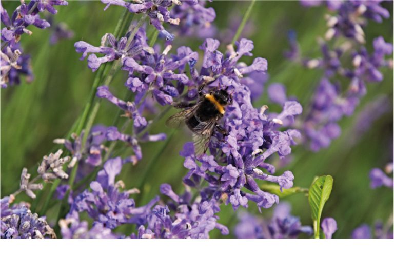 Auch die Hummel ist eine Bine und auf dieser blühenden Öko-Lavendelwiese reichlich zu finden. - Foto: Frank Möller