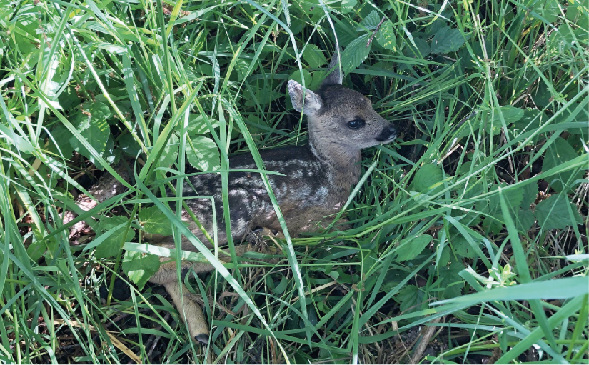 Gut im Gras versteckt: Das Rehkitz verhält sich ganz ruhig und wartet auf die Rückkehr der Mutter. - Foto: Gauselmann Stiftung