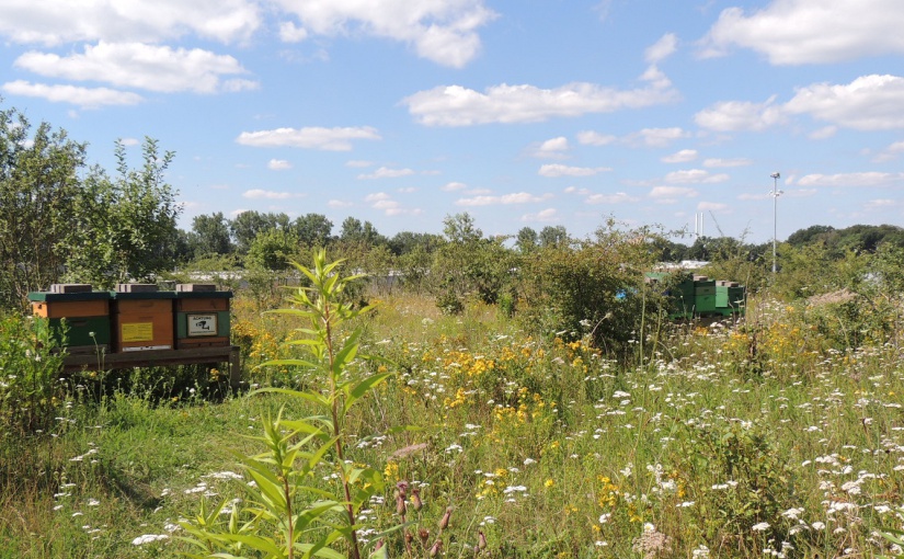 Der Logistiker Koch International engagiert sich in Sachen Nachhaltigkeit und bietet auf dem Firmengelände Platz für weitere Bienenstöcke. - Foto: Koch International