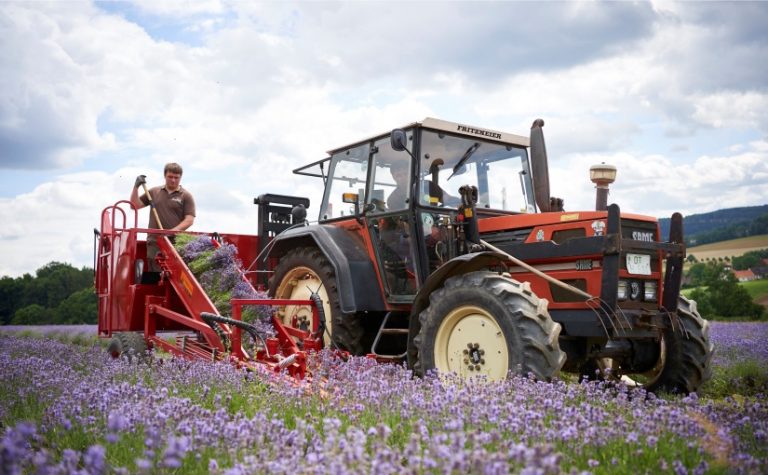 Über den landwirtschaftlichen Betrieb TaoFarm bewirtschaftet TAOASIS seine eigenen Lavendelfelder im lippischen Fromhausen. - Foto: TAOASIS