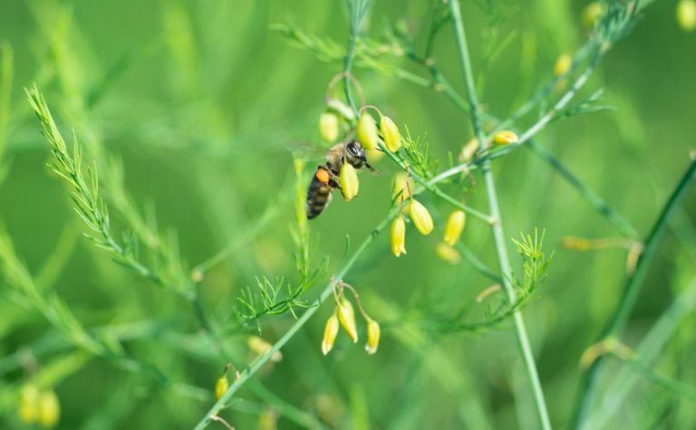 Bienen lieben die Spargelblüten. - Foto: Spargelstrasse NRW