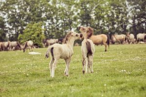 Beim Willkommensevent können sich die Teilnehmenden mit tierischem Ausblick kennenlernen. Dülmener Wildpferde (Foto: Münsterland e.V./Philipp Fölting)