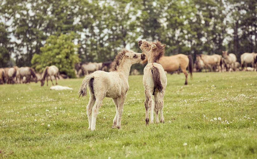 Beim Willkommensevent können sich die Teilnehmenden mit tierischem Ausblick kennenlernen. Dülmener Wildpferde (Foto: Münsterland e.V./Philipp Fölting)