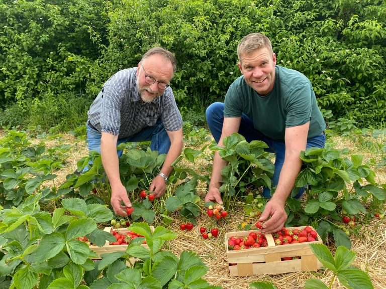 (v. l.): Die beiden Bio-Gärtner in ihrem Element. Toni Glahe und Jörg Simon bei der Ernte Hegensdorfer Erdbeeren. (Foto: Stadt Büren)