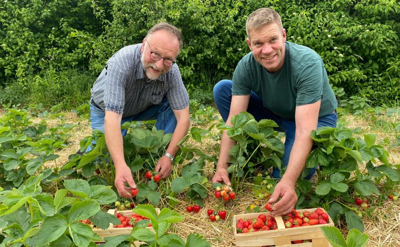 (v. l.): Die beiden Bio-Gärtner in ihrem Element. Toni Glahe und Jörg Simon bei der Ernte Hegensdorfer Erdbeeren. (Foto: Stadt Büren)