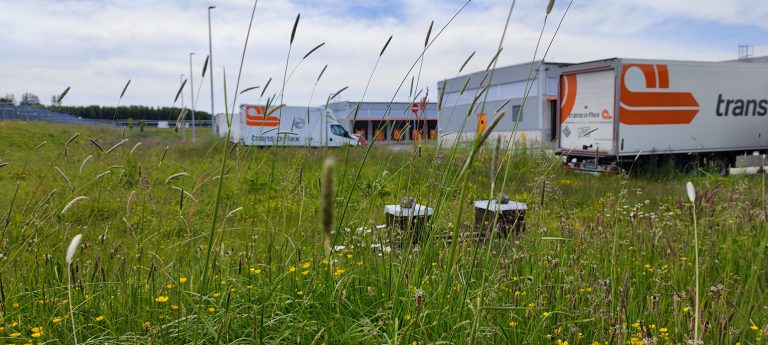 Am hessischen trans-o-flex-Standort in Driedorf summt es schon kräftig: Zwei Bienenvölker sammeln auf den Grünflächen rund um das Umschlagzentrum Nektar und bestäuben die Pflanzen. (Foto: trans-o-flex)