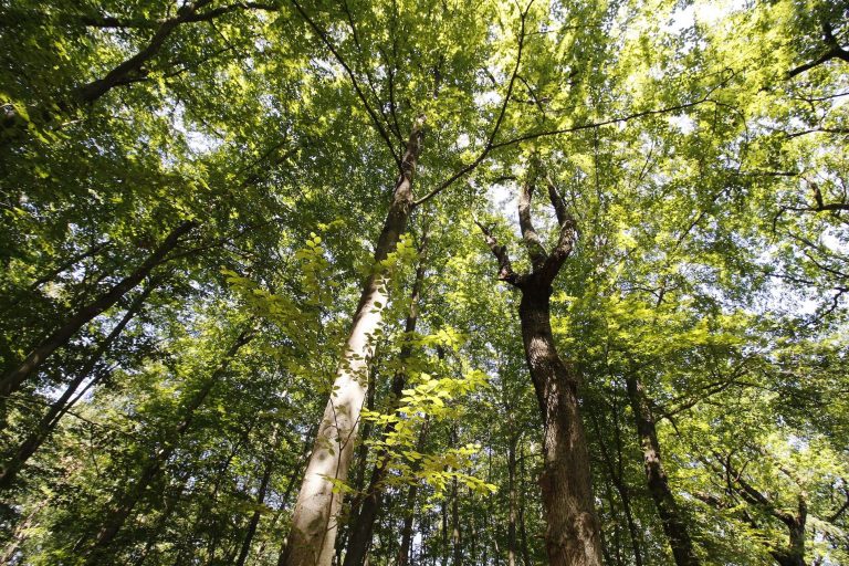 Mischwald in Brandenburg. (Foto: HDH/Knebel)
