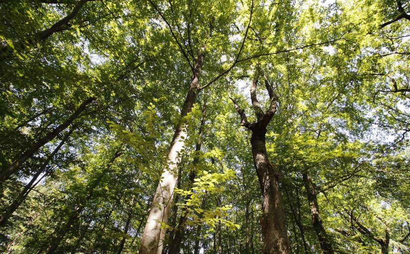 Mischwald in Brandenburg. (Foto: HDH/Knebel)