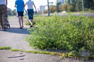 Die hochallergene Ambrosia-Pflanze verbreitet sich durch den Klimawandel auch in unseren Breitengraden. (Foto: AOK/hfr.)
