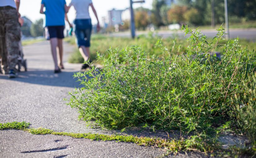 Klimawandel kann für Allergie Geplagte die Probleme verstärken