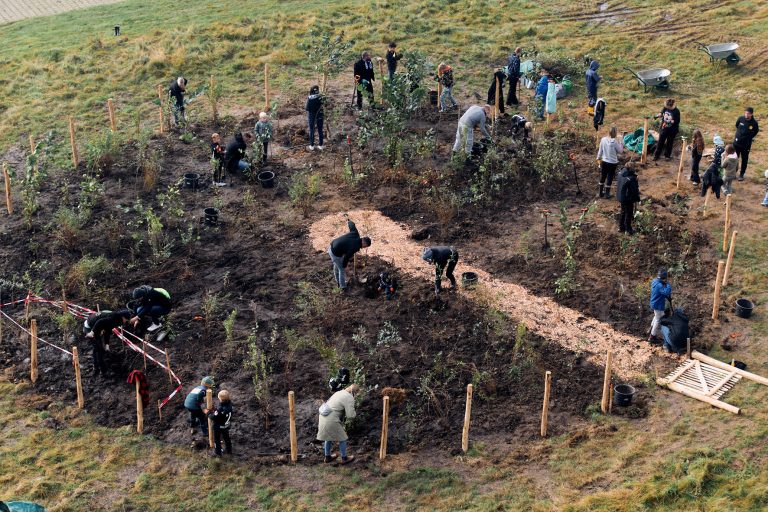 Das Tiny-Forest-Konzept als sozio-ökologische Maßnahme in Städten führt zu schnellem Pflanzenwachstum und CO2-Bindung. (Foto: P. Pollmeier/HSBI)